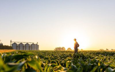 From lab to harvest: The development and life of TerraMax’s microbial inoculants for corn